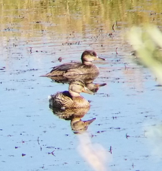 Hooded Merganser - ML251435211