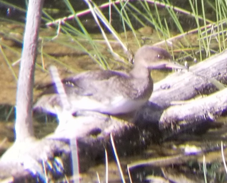 Hooded Merganser - ML251435221