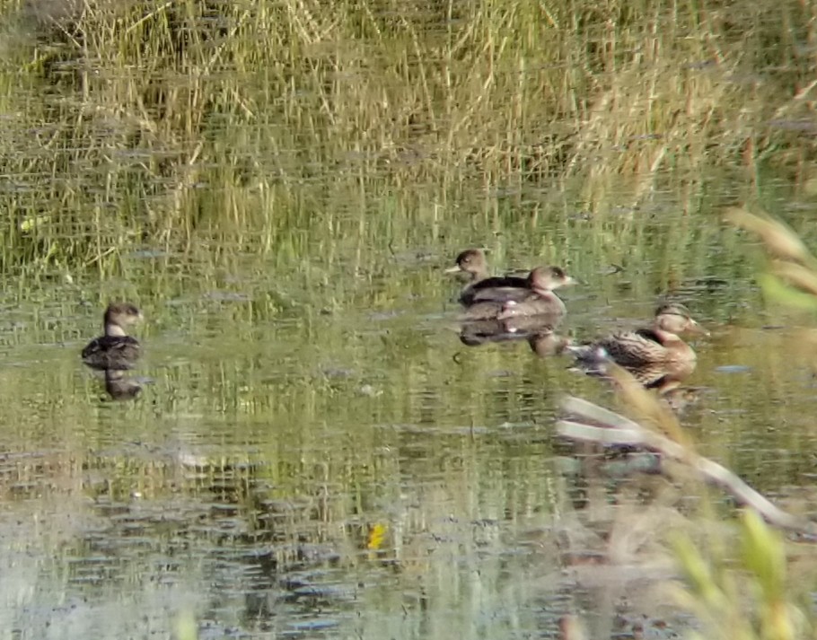 Hooded Merganser - ML251435231