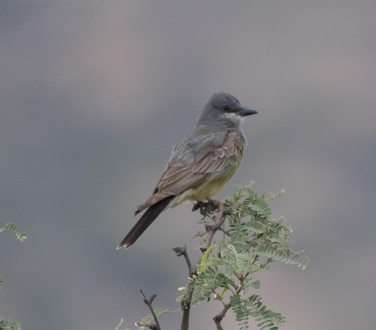 Cassin's Kingbird - ML251435641