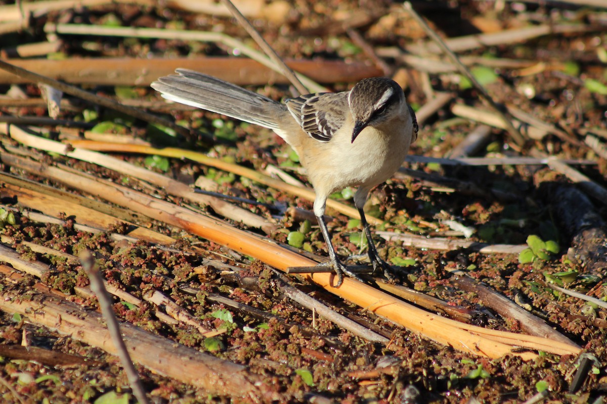 Chalk-browed Mockingbird - Ivan Ebrecht