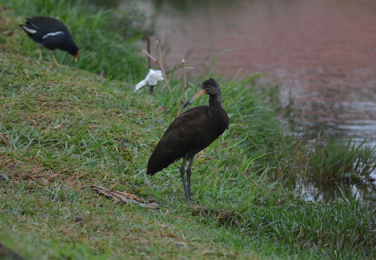 Limpkin - Ben Phalan