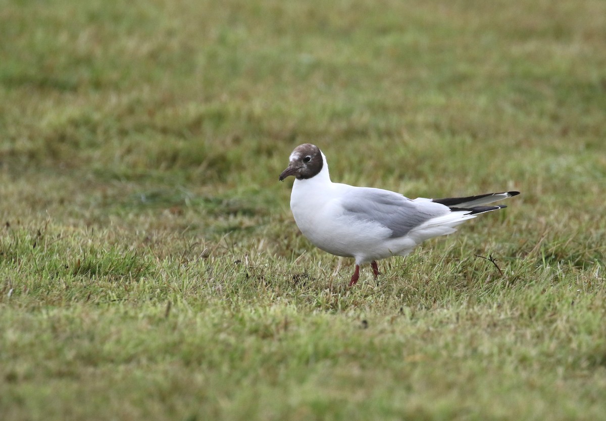 Black-headed Gull - ML251438071