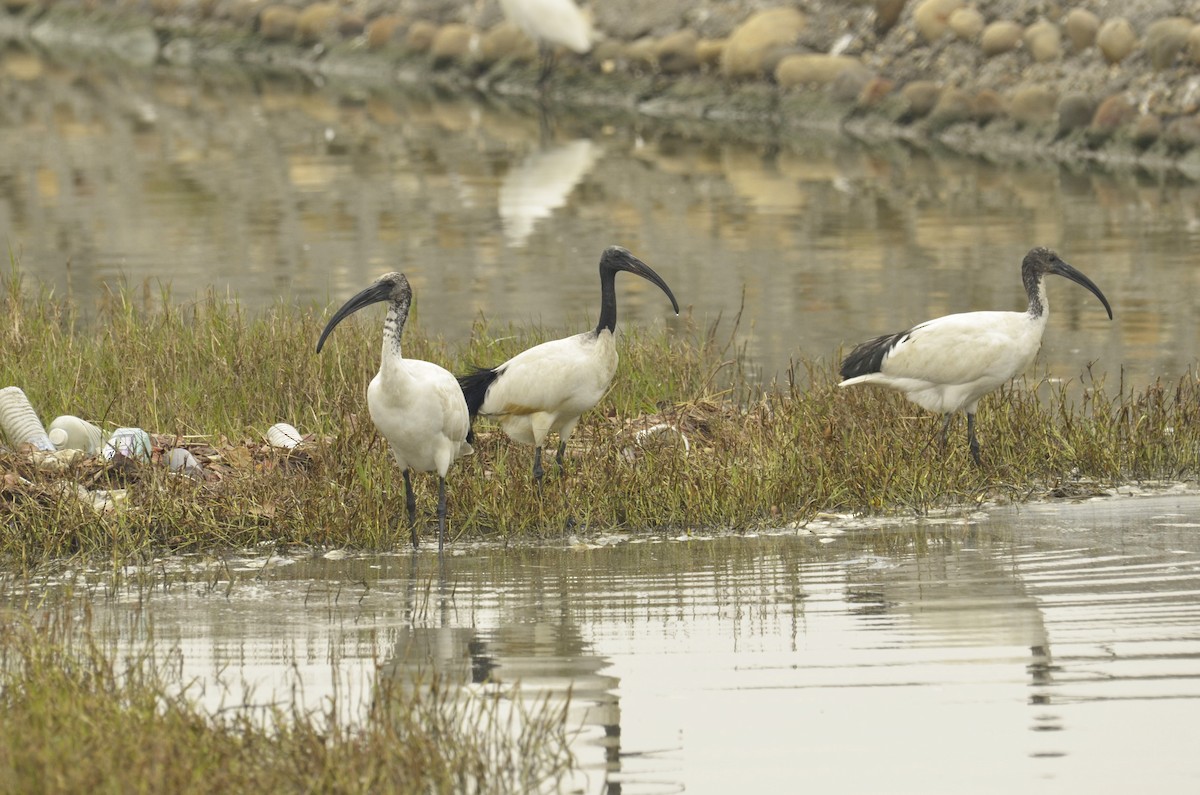 African Sacred Ibis - 智偉(Chih-Wei) 張(Chang)