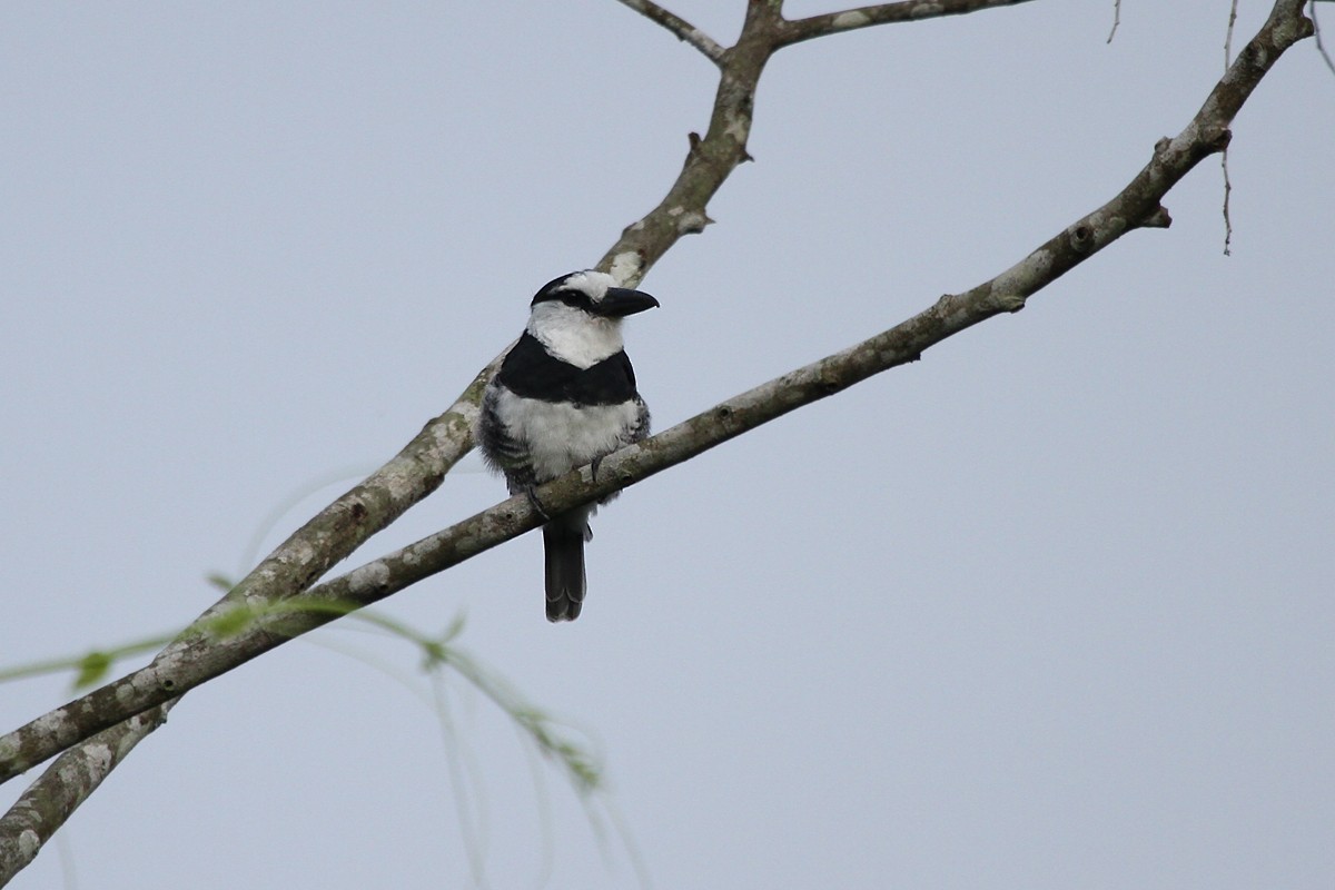 White-necked Puffbird - ML251438511