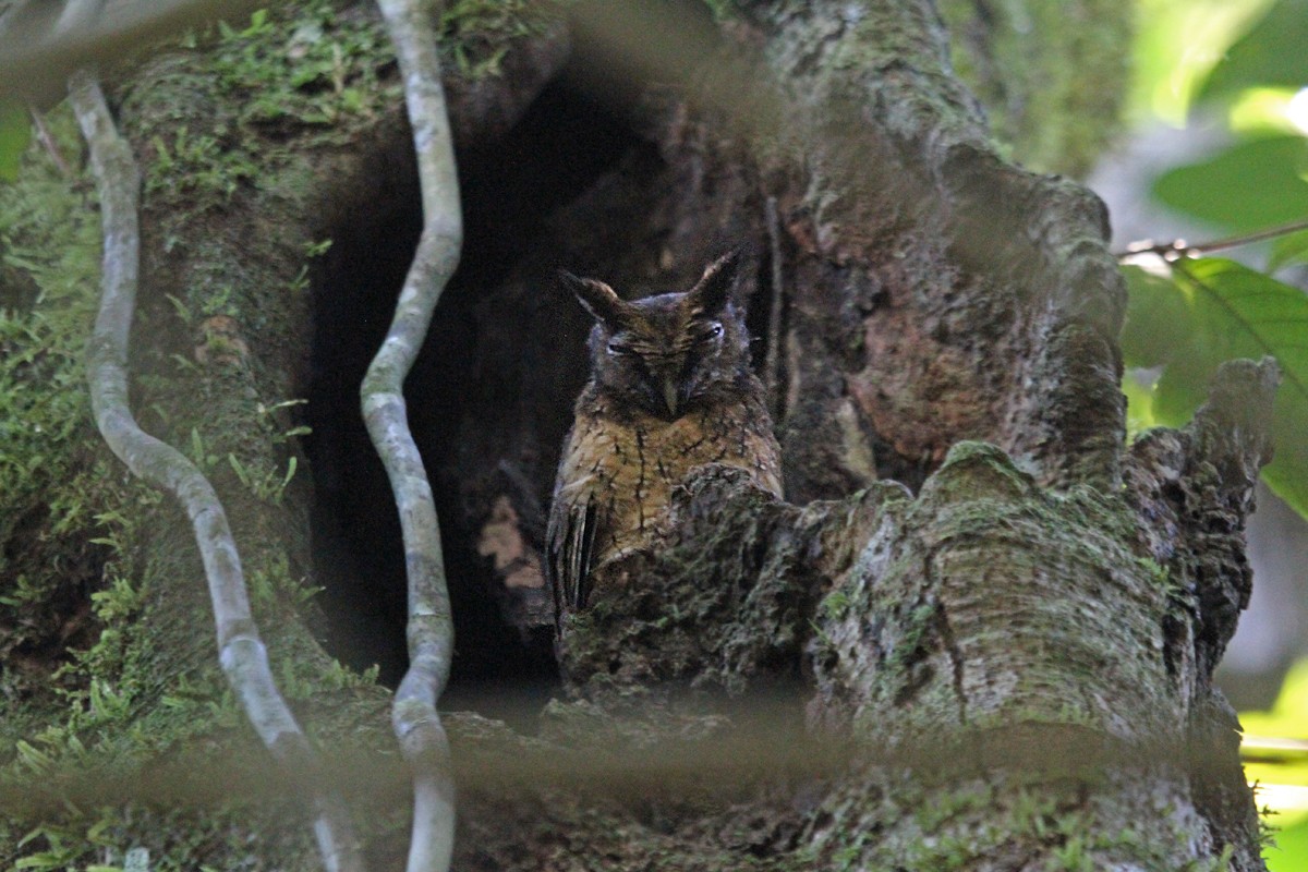 Tawny-bellied Screech-Owl - ML251442431