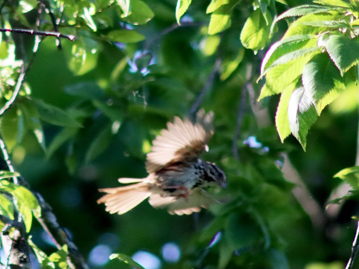 Song Sparrow - ML251443461