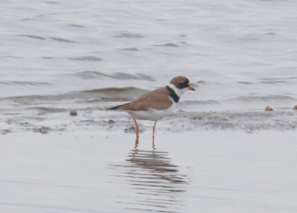Semipalmated Plover - ML251443891