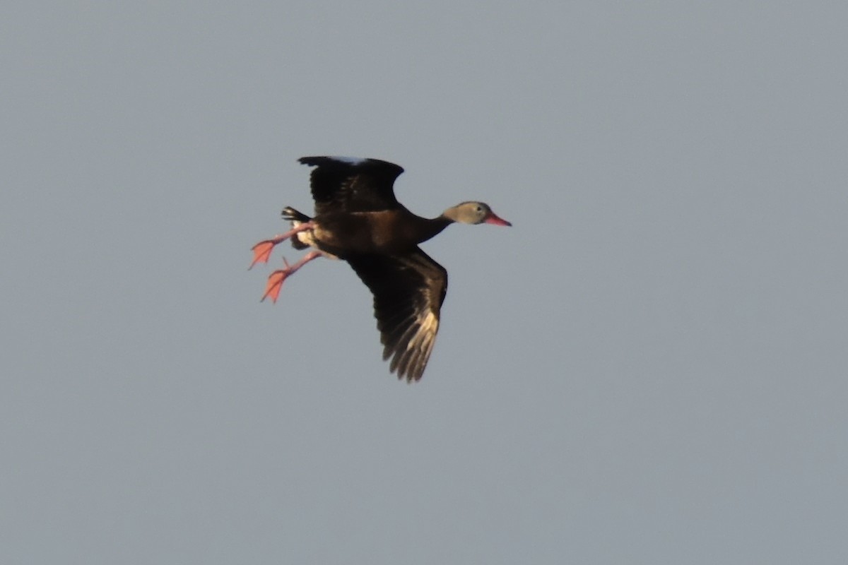 Black-bellied Whistling-Duck - Geoffrey Clarke