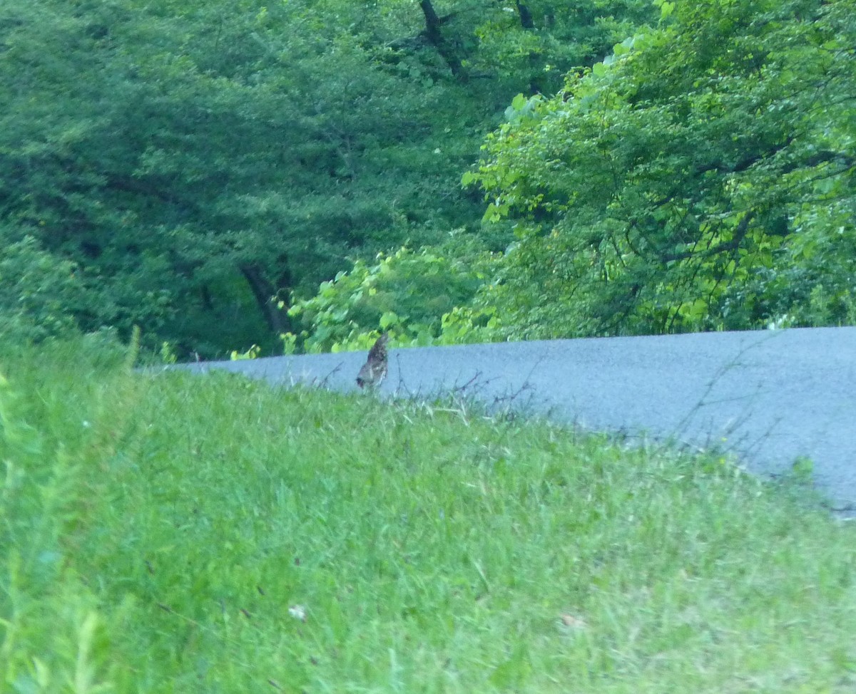 Ruffed Grouse - ML251447131