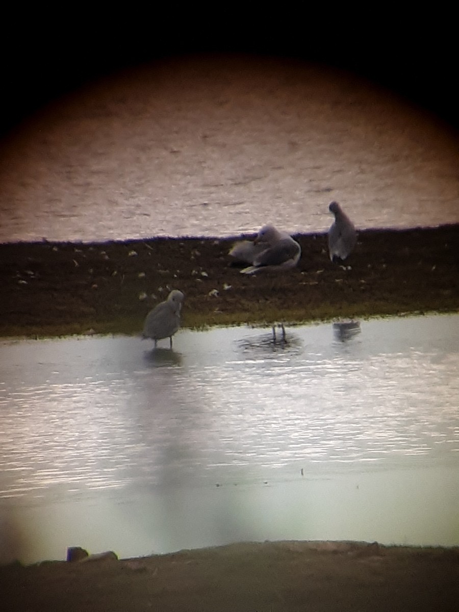 California Gull - ML251451431