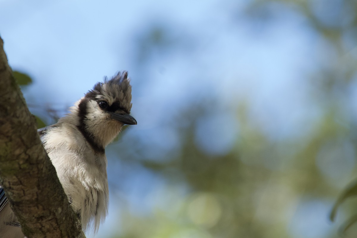 Blue Jay - ML251451641