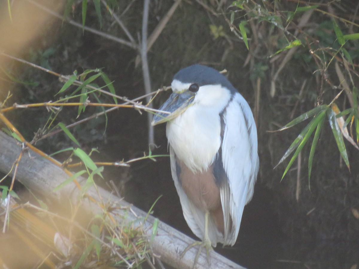 Boat-billed Heron - ML251452441