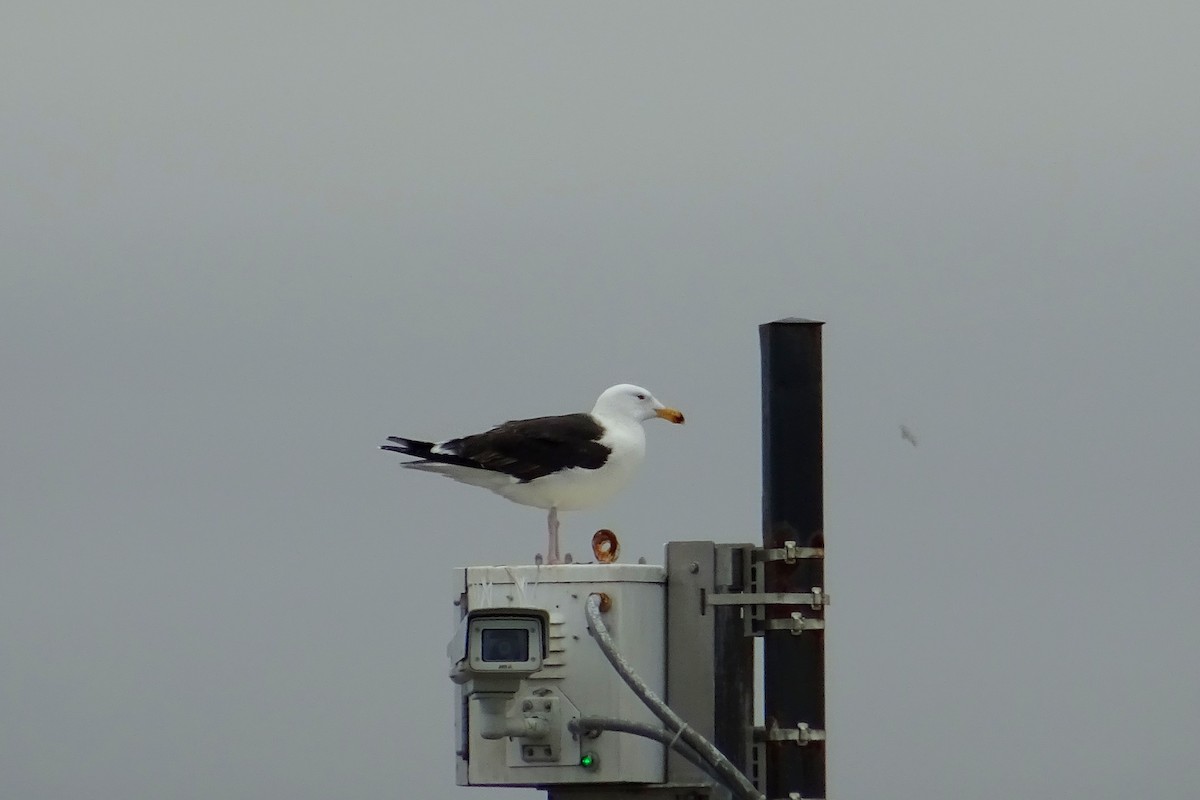 Great Black-backed Gull - Pablo Pascual