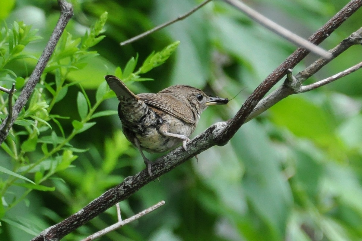 House Wren - ML251454881