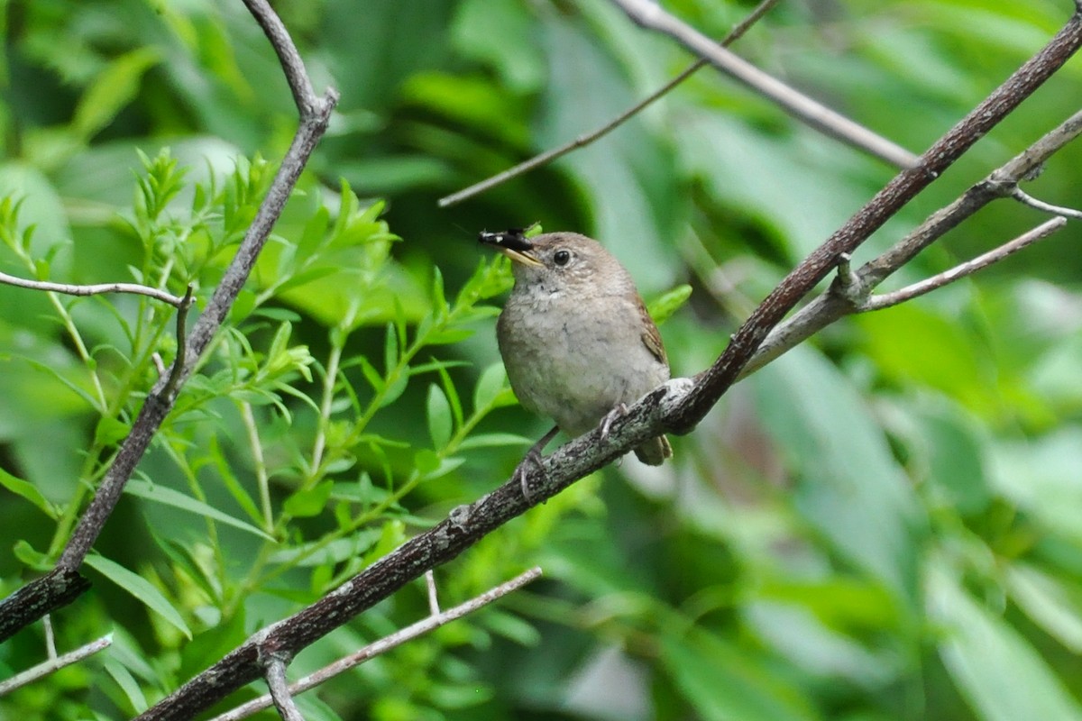 House Wren - Maryse Neukomm