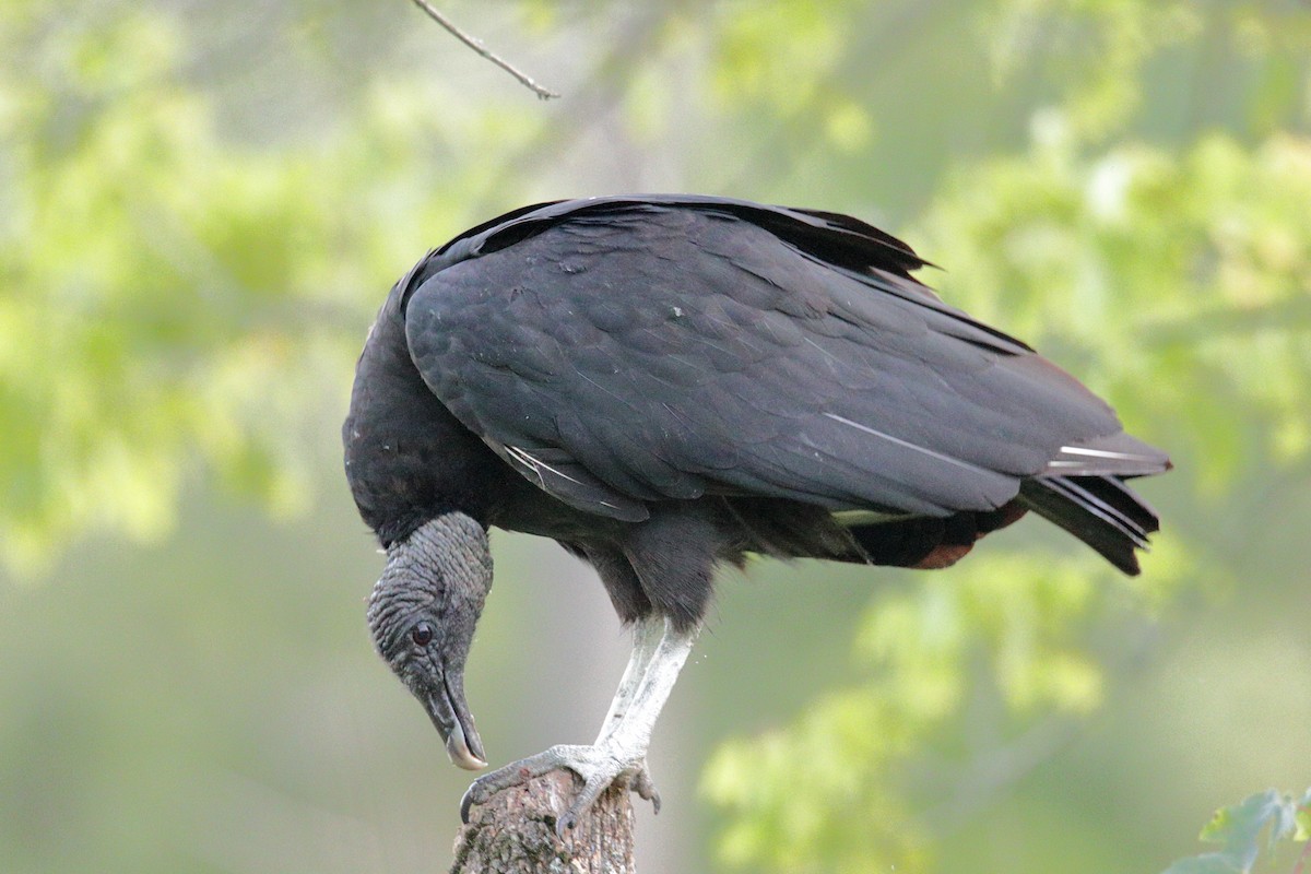 Black Vulture - ML251455141