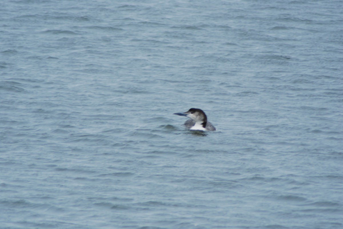 Common Loon - ML25145541