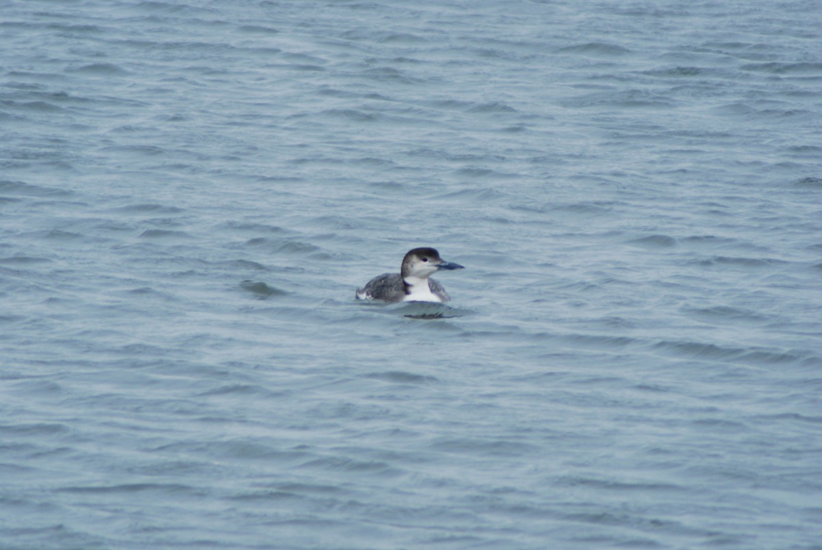 Common Loon - ML25145561