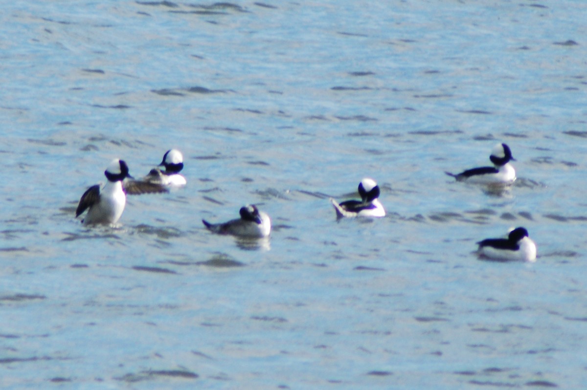 Bufflehead - ML25145601