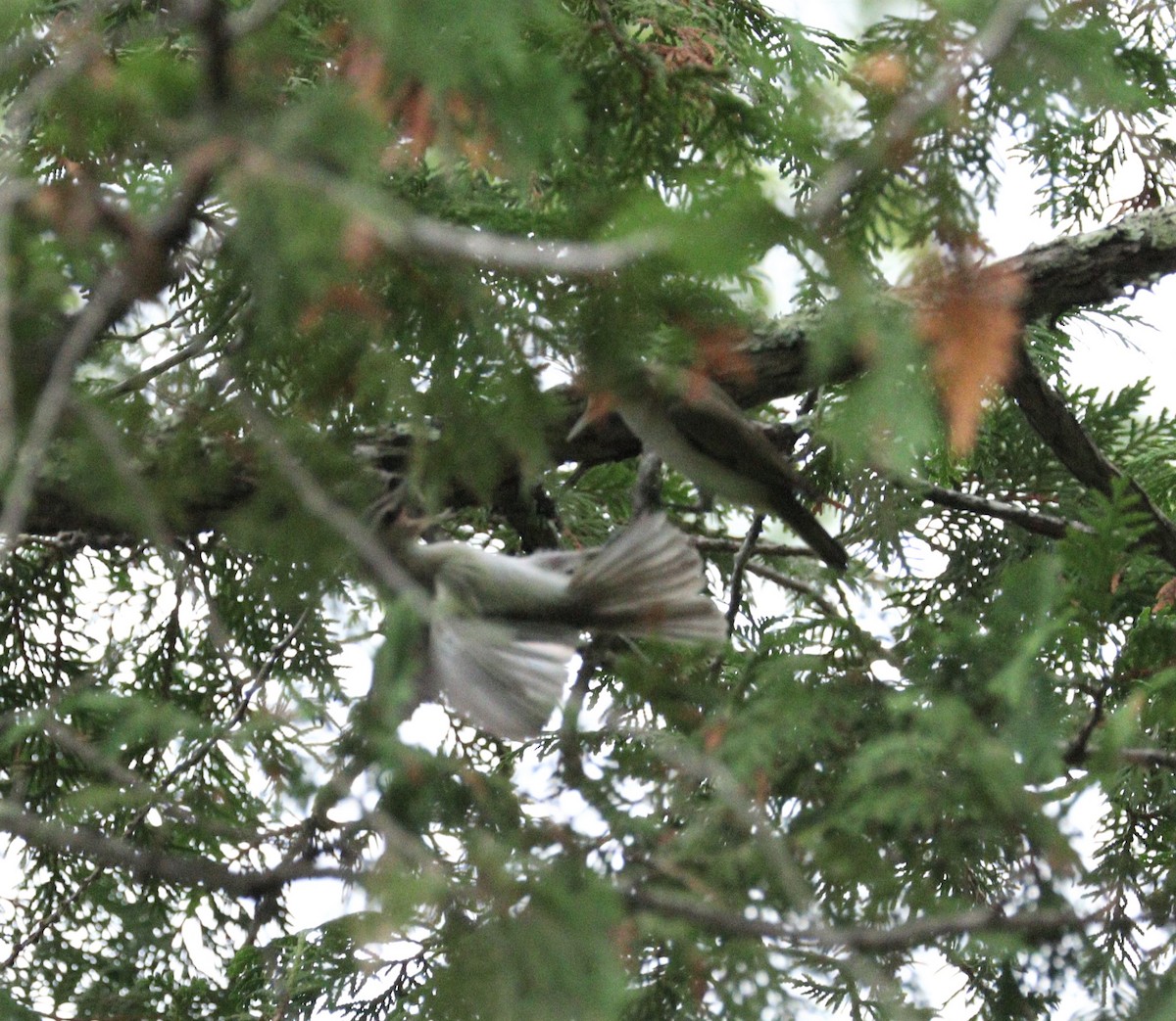 Red-eyed Vireo - ML251458891