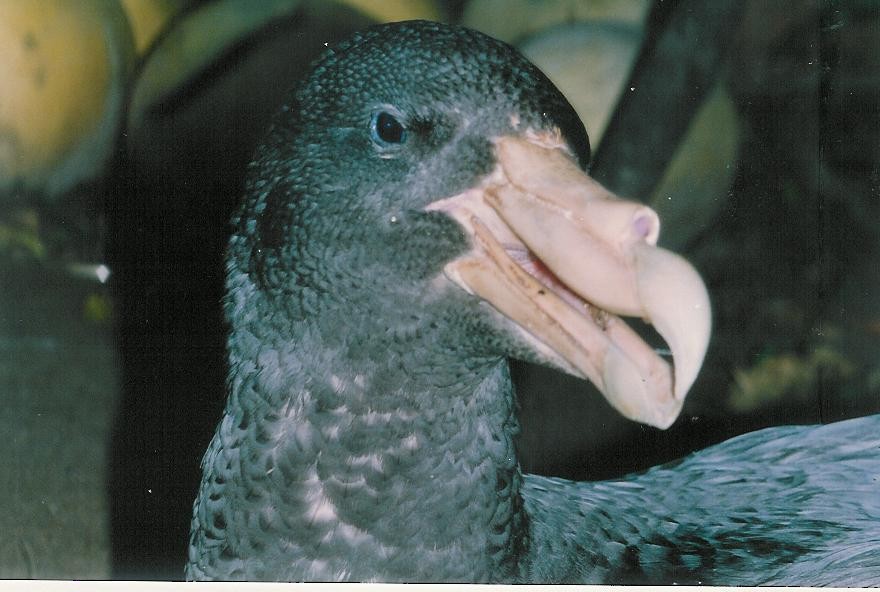 Southern Giant-Petrel - ML25145911