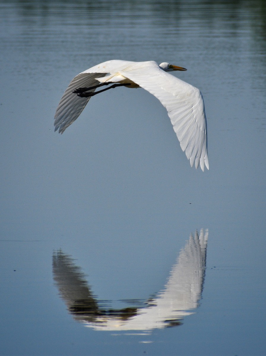 Great Egret - ML251460351