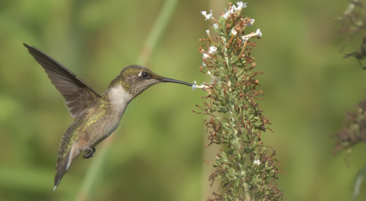 Ruby-throated Hummingbird - ML251460721
