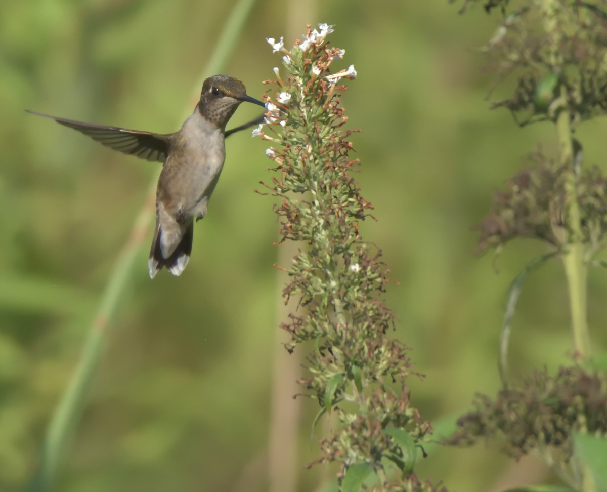 Ruby-throated Hummingbird - ML251460771