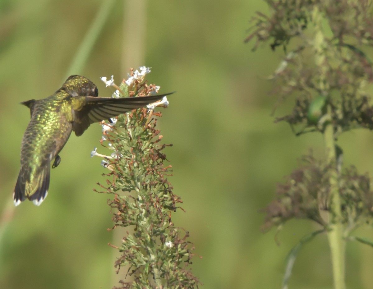 Ruby-throated Hummingbird - ML251460841