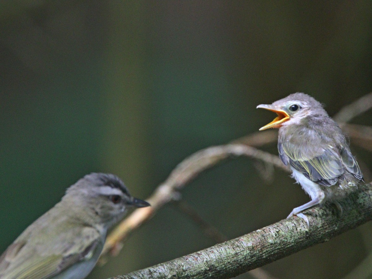 Red-eyed Vireo - Michael Blust