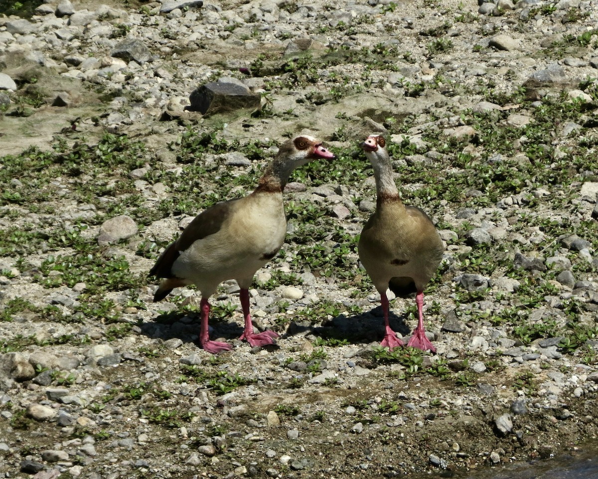 Egyptian Goose - ML251461801