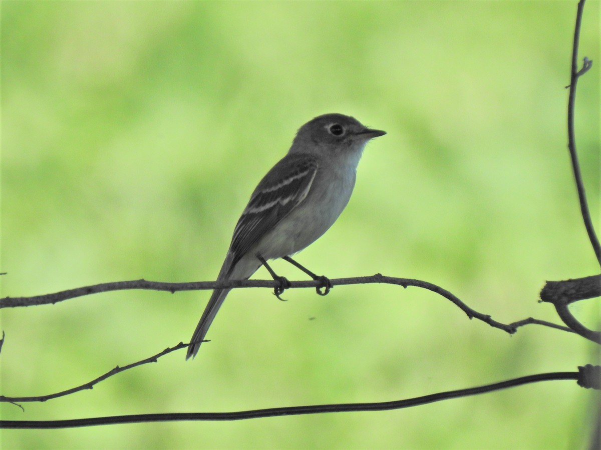 Willow Flycatcher - ML251466621