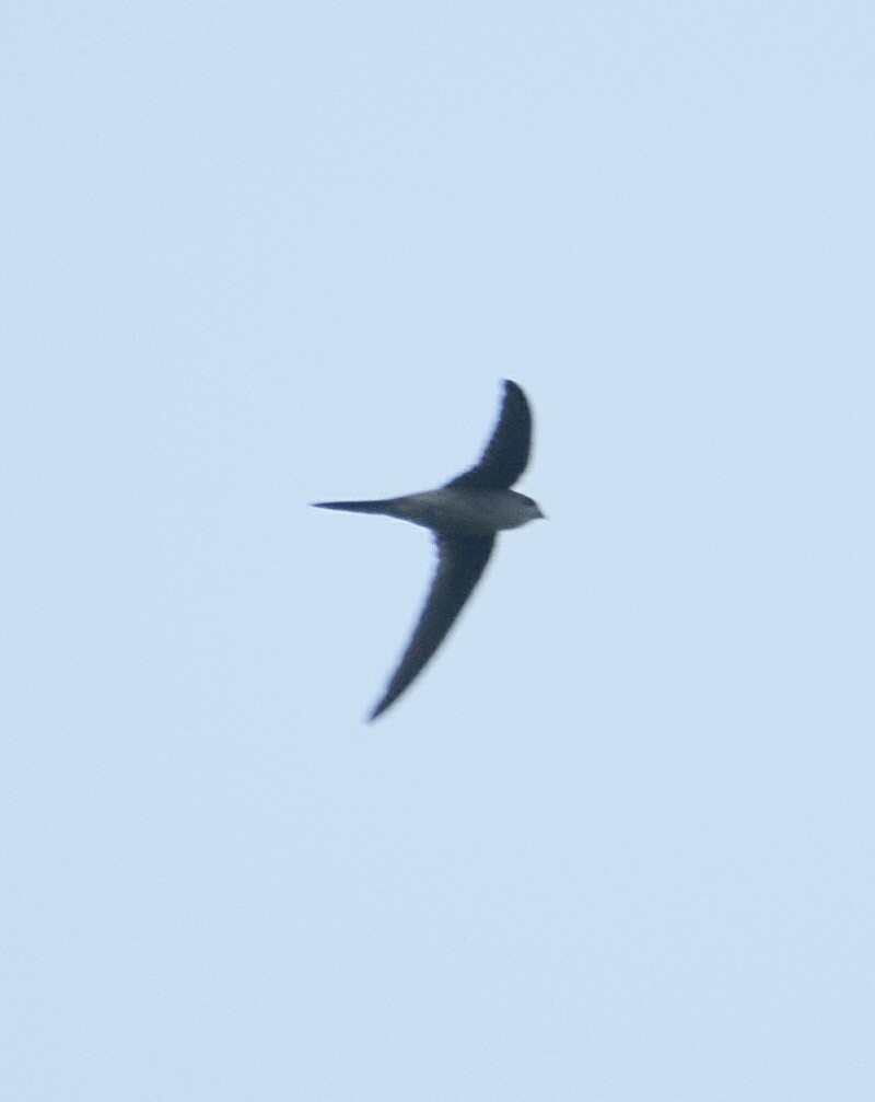 Asian Palm Swift - ML251468031