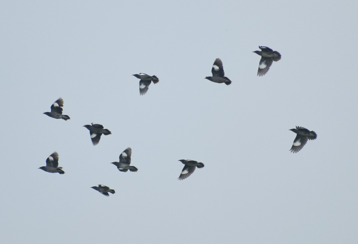 Jungle Myna - ML251468151