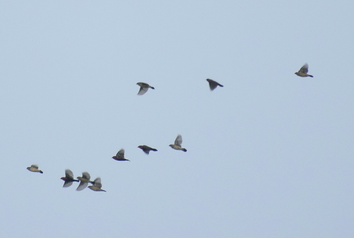 Red Avadavat - ML251468241