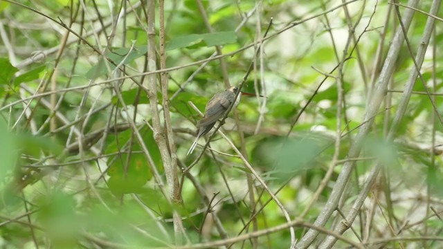 Pale-bellied Hermit - ML251470661