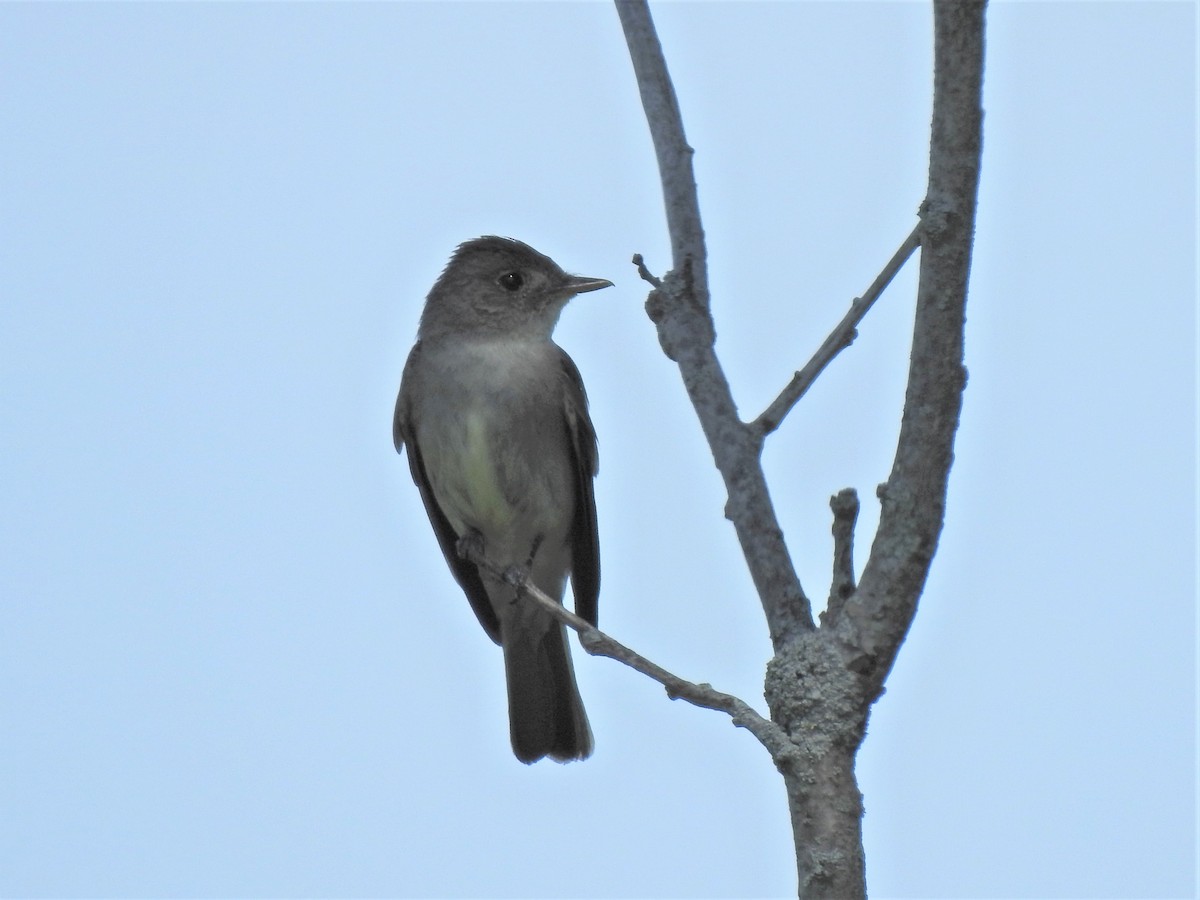 Eastern Wood-Pewee - ML251470741