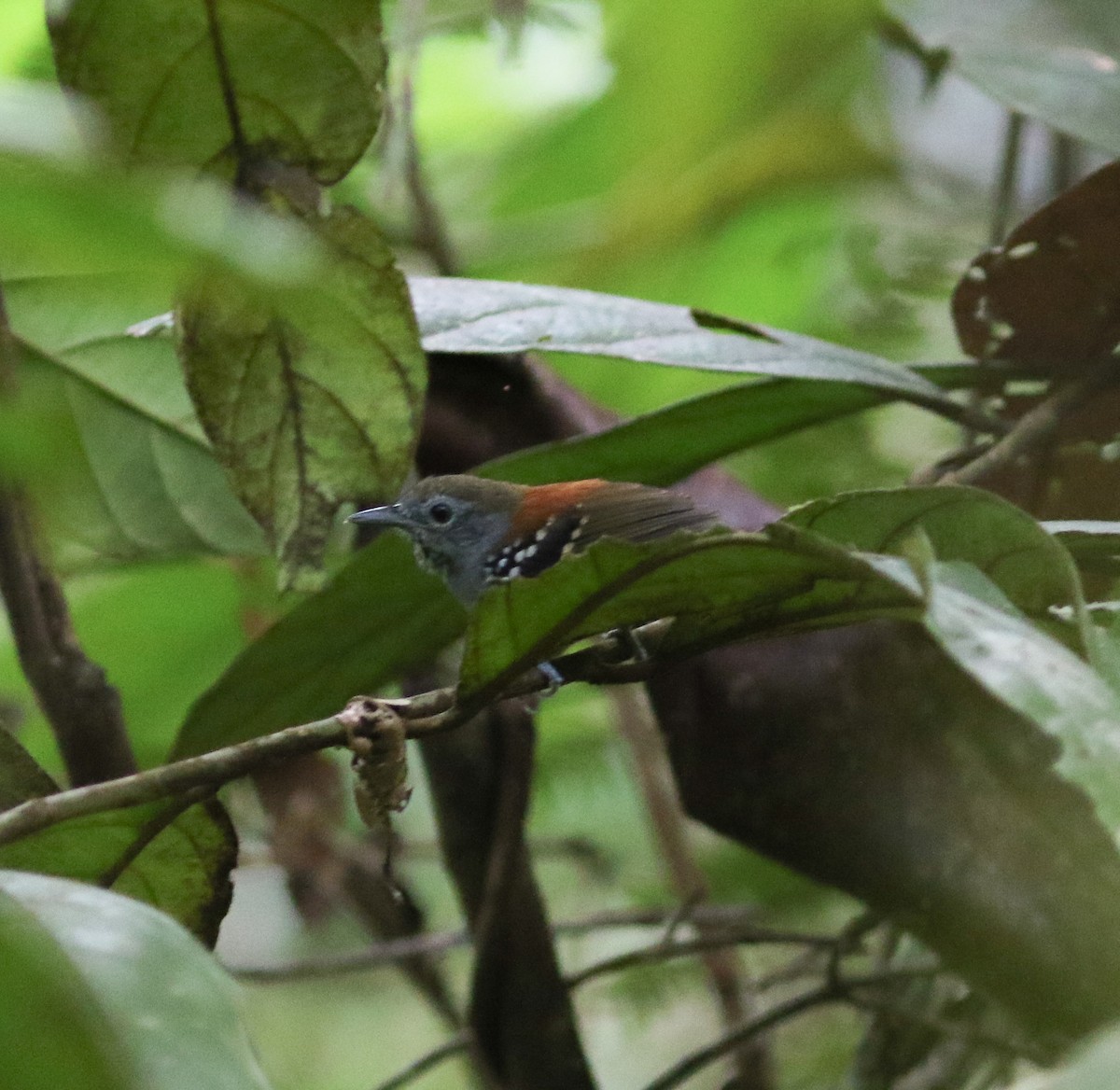 Rufous-backed Stipplethroat (Rufous-backed) - ML251470881