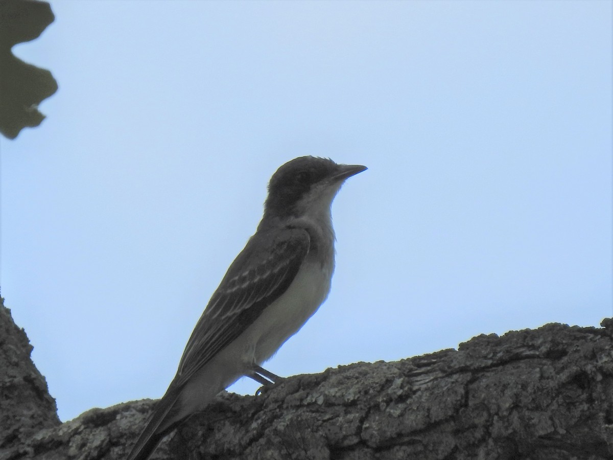 Eastern Kingbird - ML251470951