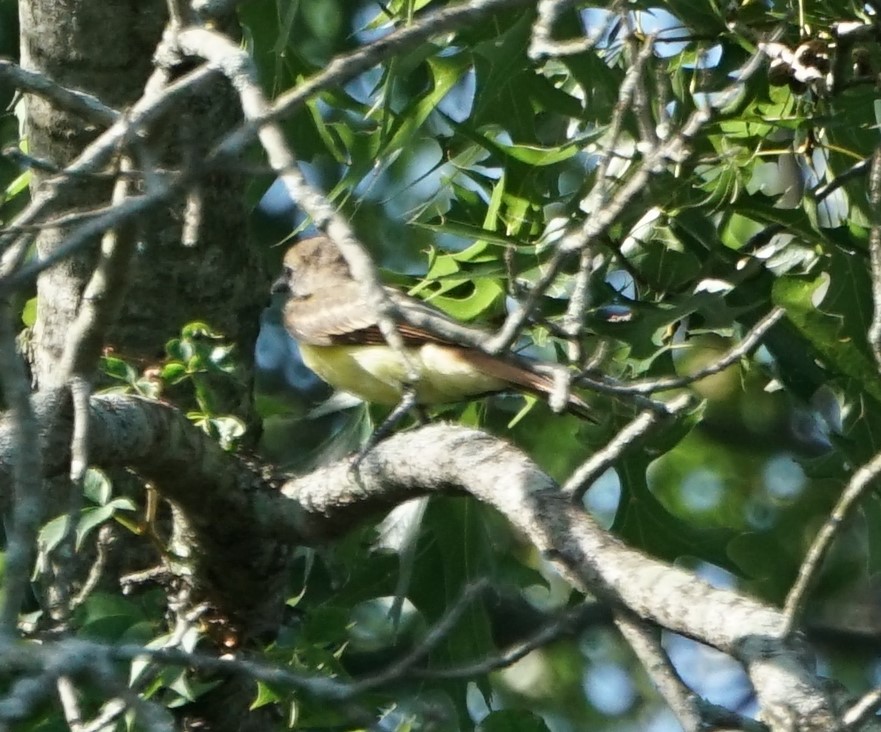 Great Crested Flycatcher - Cindy & Gene Cunningham