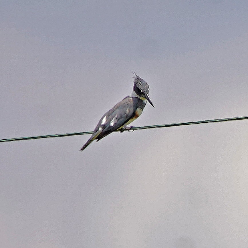 Belted Kingfisher - Mark McConaughy