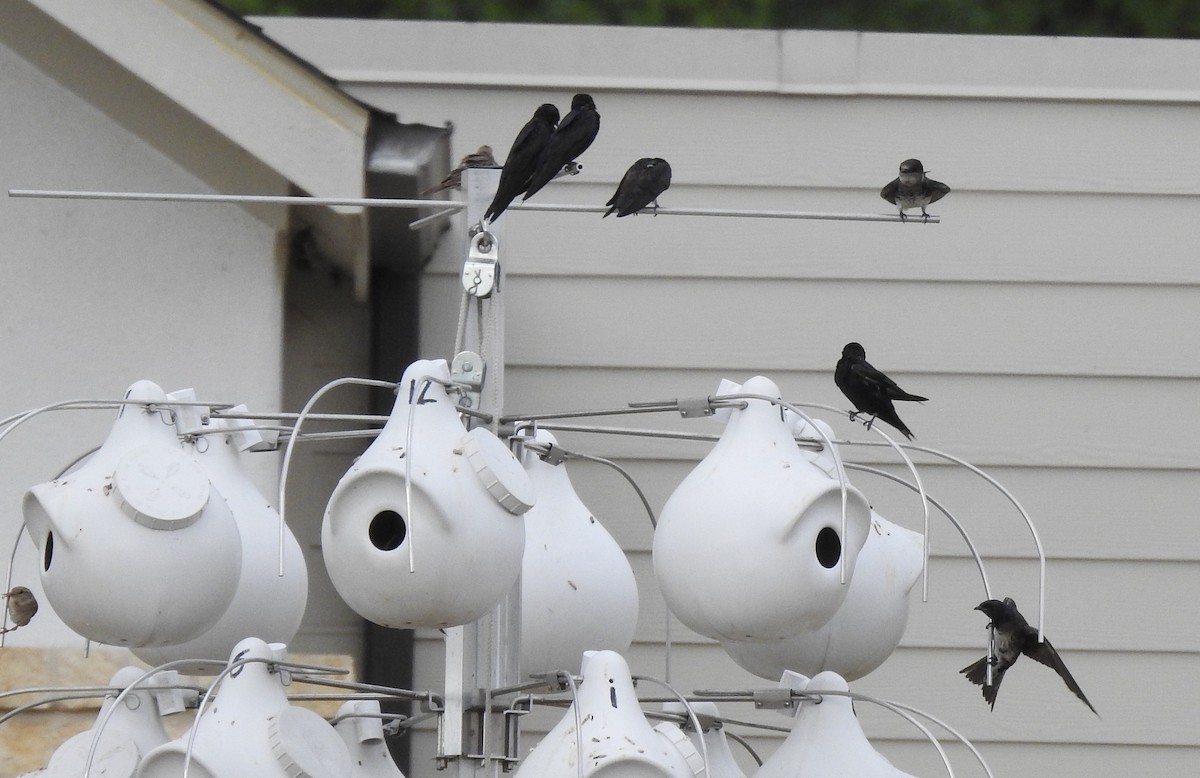 Purple Martin - Pamela Goolsby