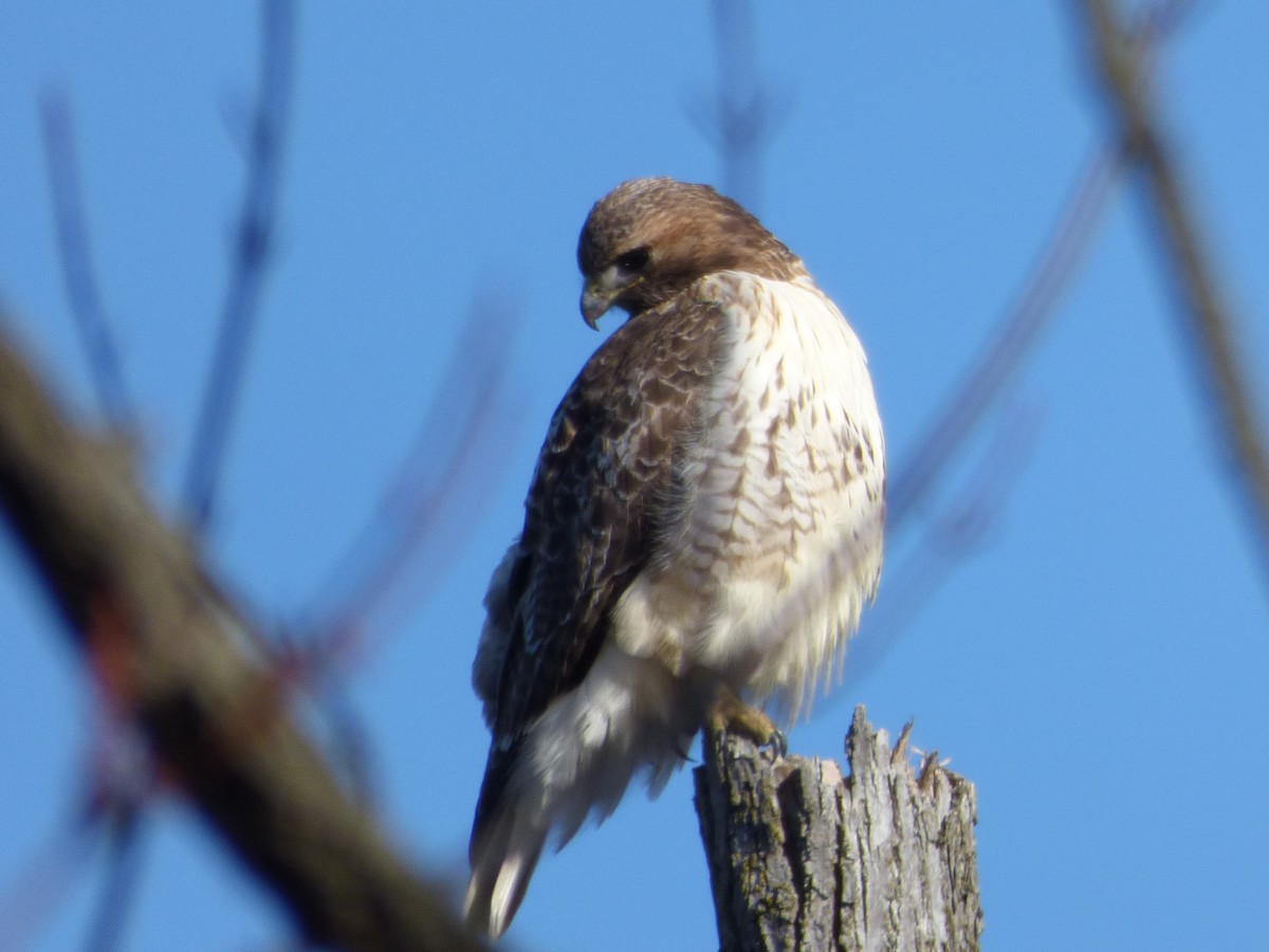 Red-tailed Hawk - ML25147581