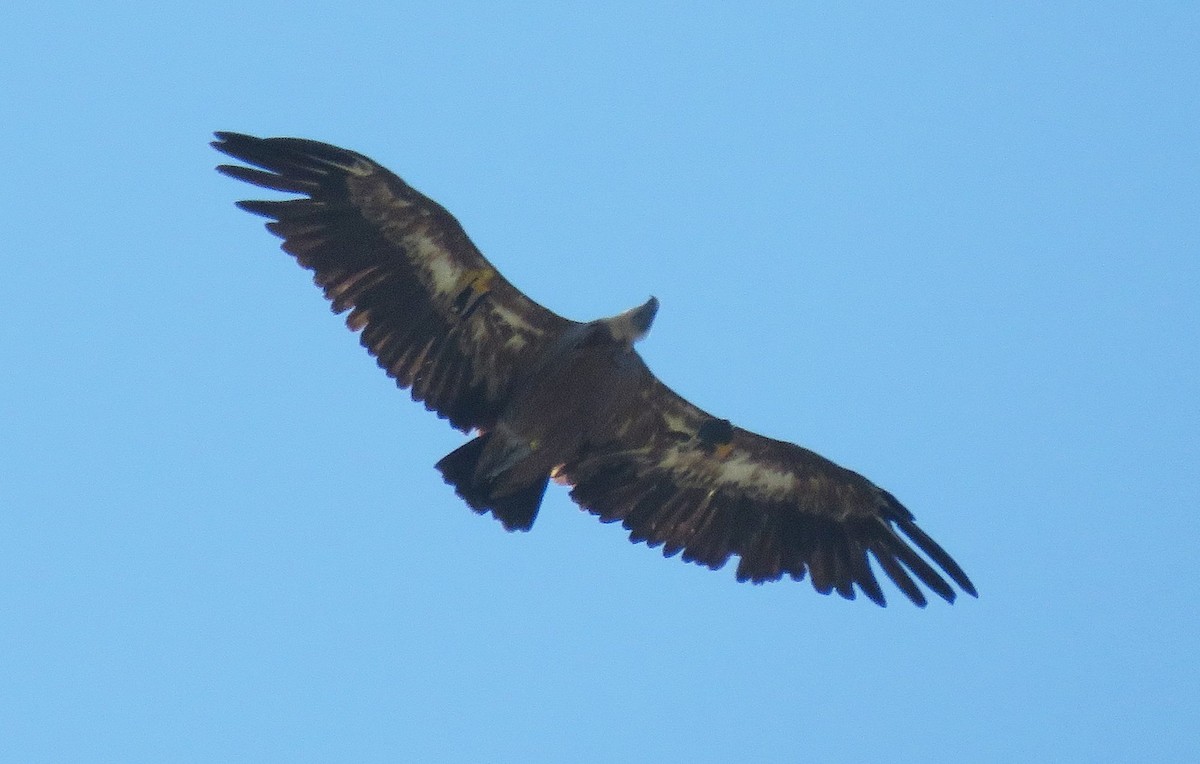 Eurasian Griffon - ML251475931