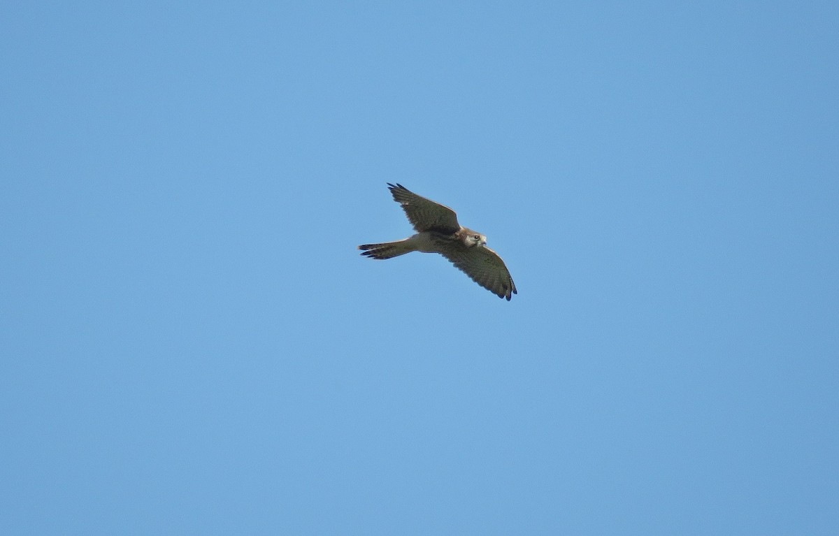 Eurasian Kestrel - ML251475961