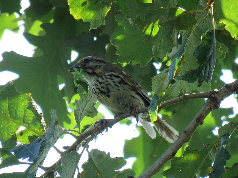 Song Sparrow - ML251478011