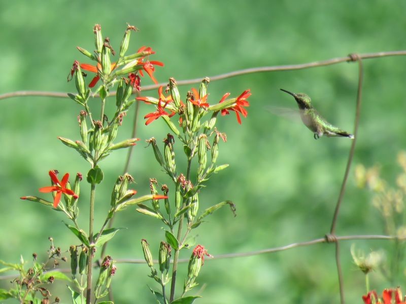 Colibri à gorge rubis - ML251478121