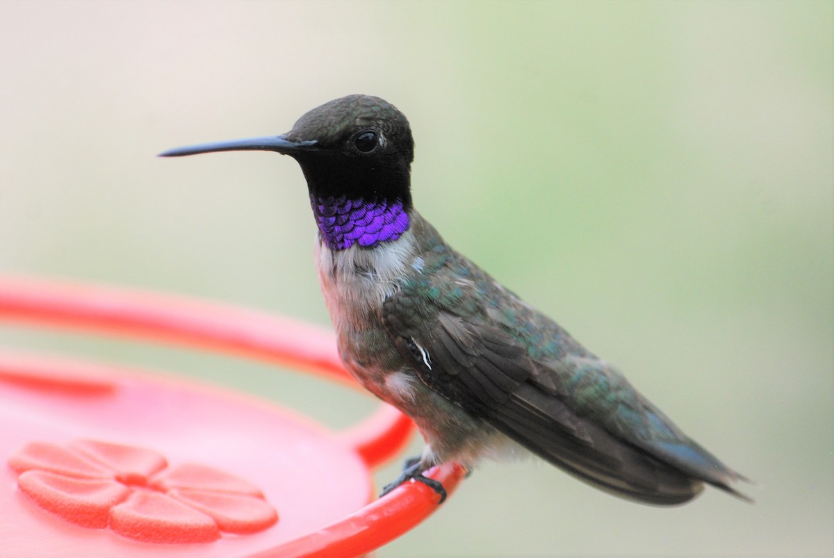 Colibrí Gorjinegro - ML251481611