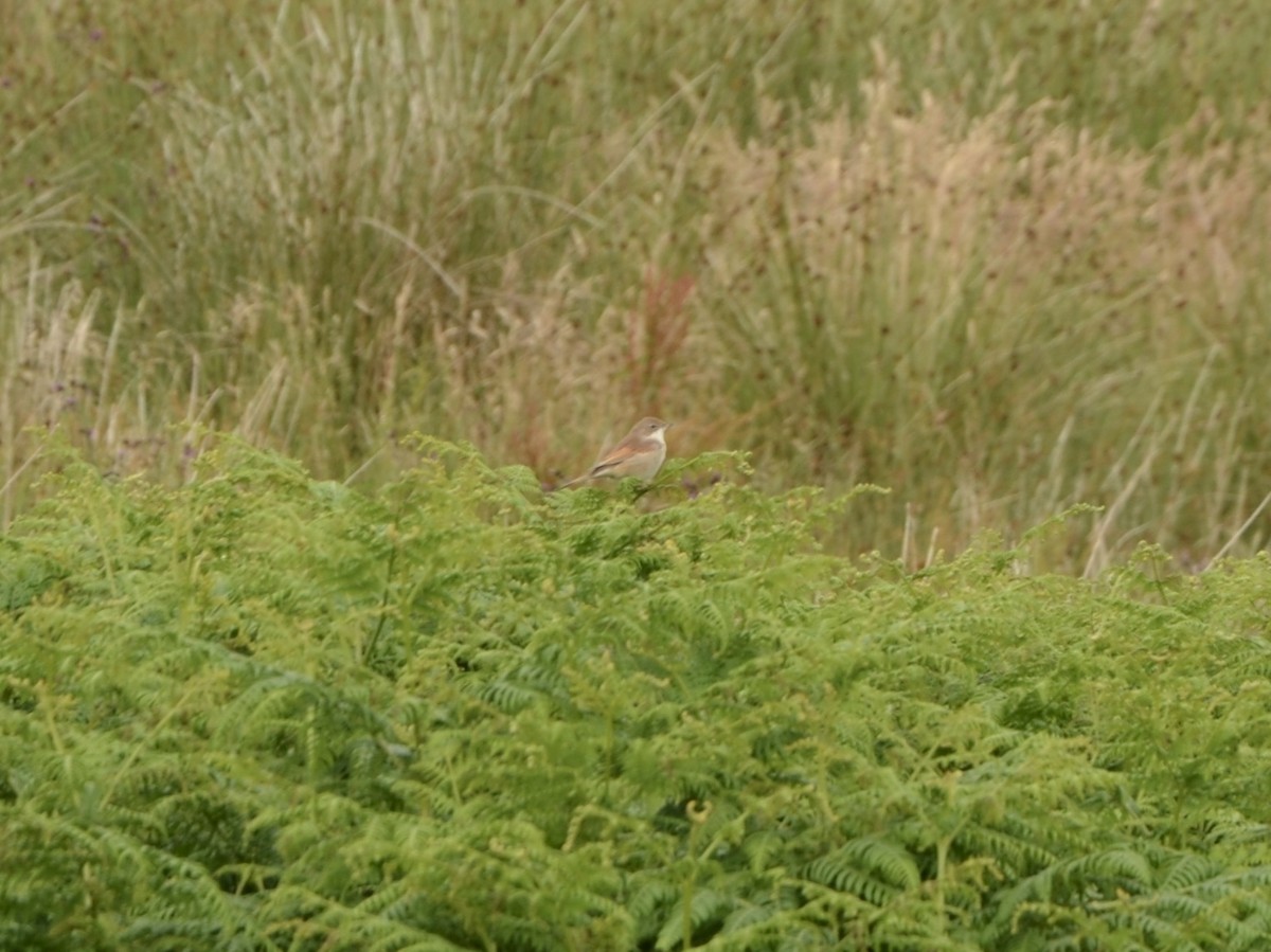 Greater Whitethroat - ML251484881